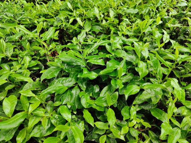 湘豐6號(hào)（80-85-82）