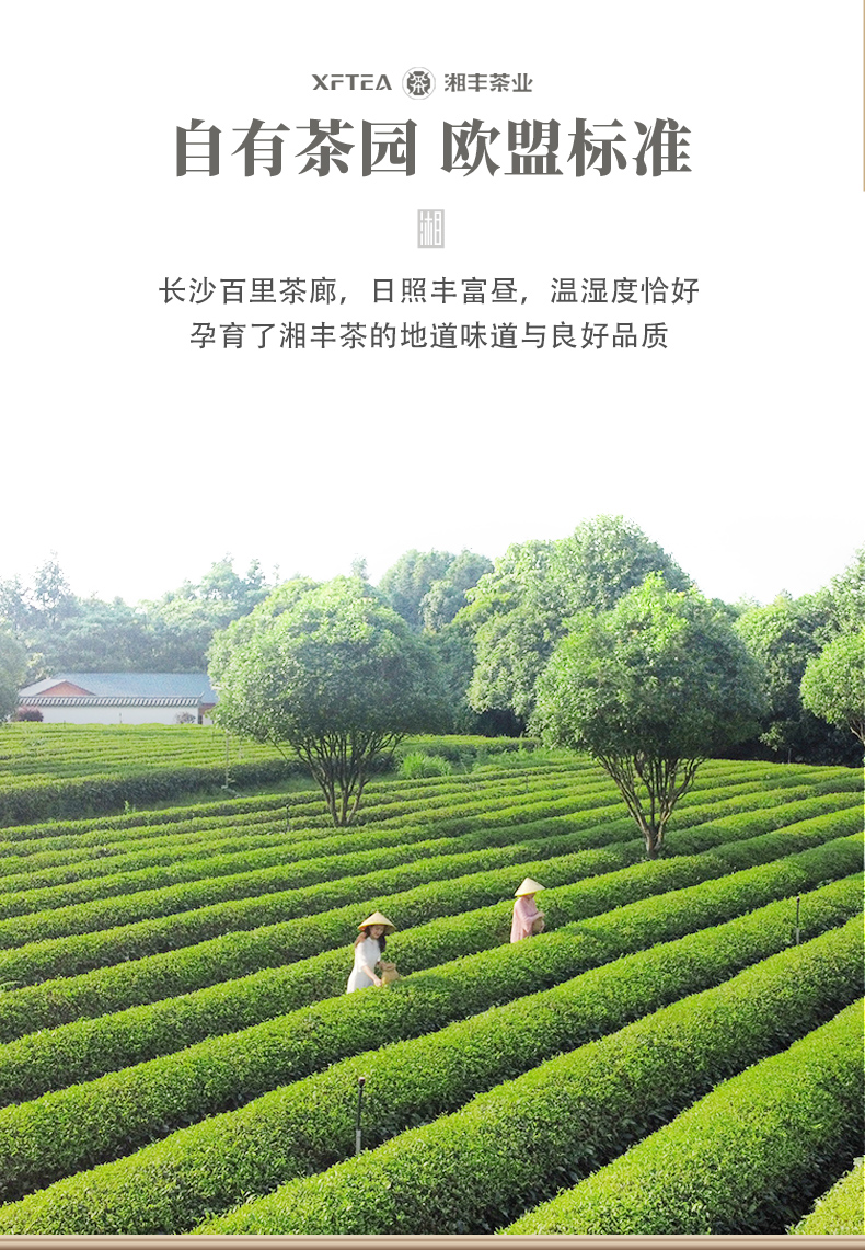 為人民服務50毛尖茶詳情頁_03.jpg