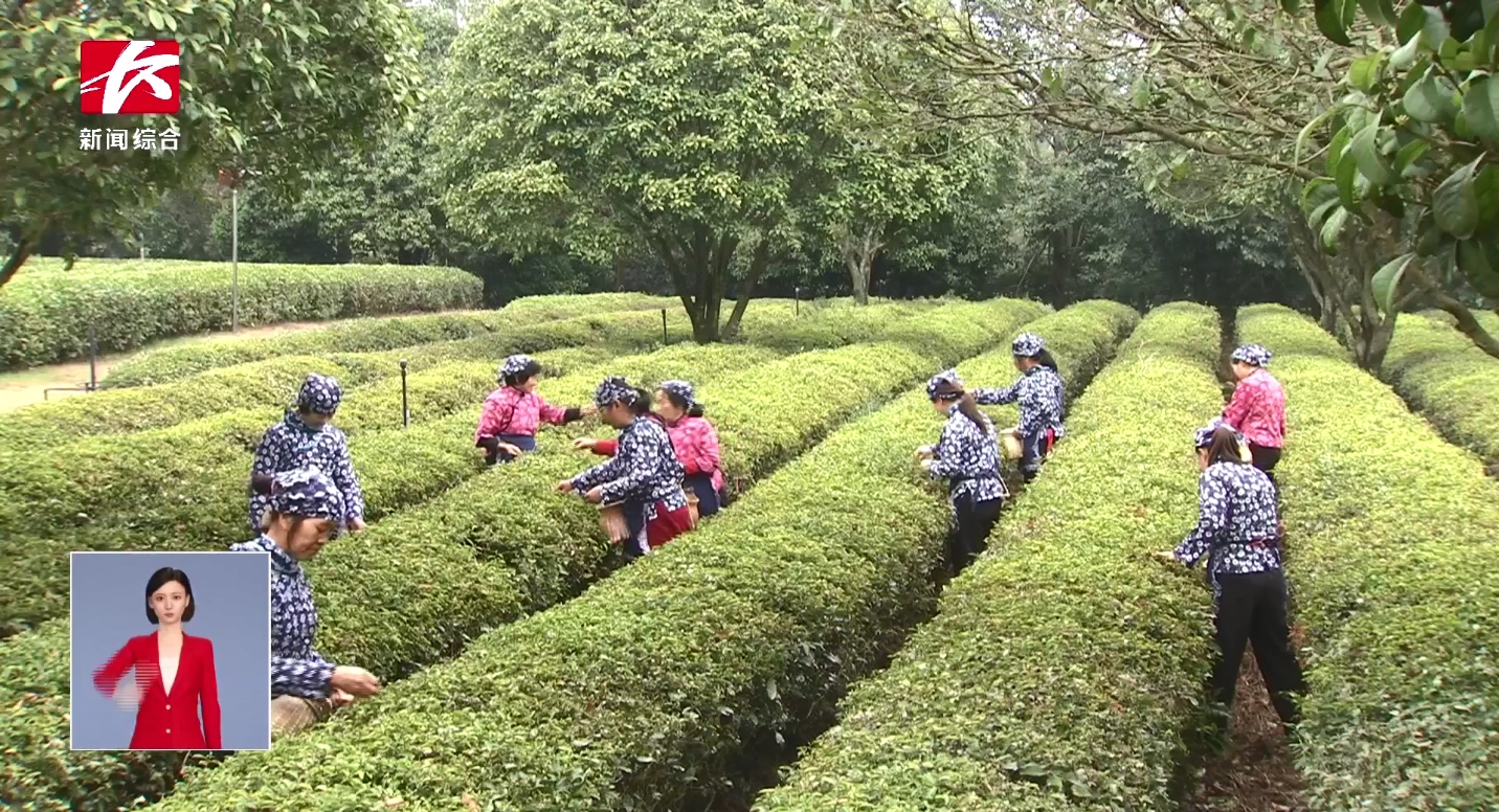 20多萬畝春茶搶“鮮”開采 茶旅融合促振興